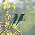 Minneriya half day tour - Why Choose This Safari Over Others?