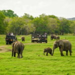 Minneriya: Minneriya National Park Private Elephant Safari - Why This Safari Stands Out