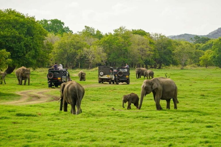 Minneriya: Minneriya National Park Private Elephant Safari - Why This Safari Stands Out