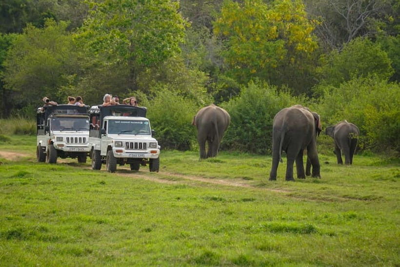 Minneriya: Minneriya National Park Private Evening Safari - The Guide and Transport: Why They Matter