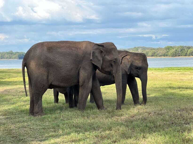 Minneriya: Minneriya National Park Private Jeep Safari - Who Should Consider This Tour?