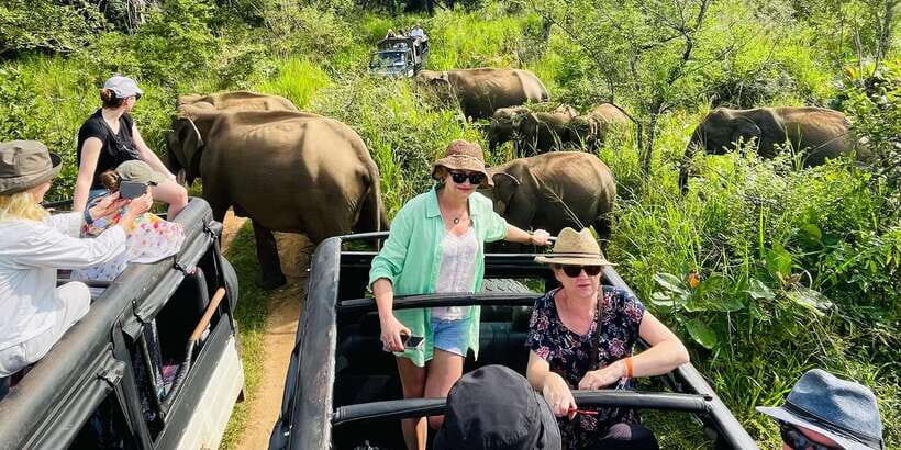 Minneriya National Park 4x4 jeep Safari Include Entrance Fee - The Sum Up: Why This Safari Makes Sense for You