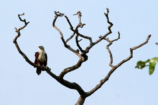 Minneriya National Park Elephant Safari - Frequently Asked Questions