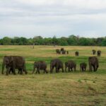 Minneriya National Park Half Day Elephant Safari - FAQs
