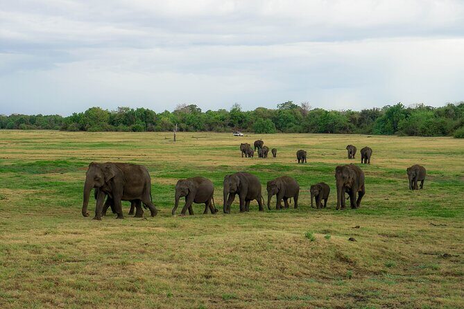 Minneriya National Park Half Day Elephant Safari - FAQs
