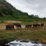 Minneriya National Park: Half-Day Safari Morning or Evening - An In-Depth Look at the Minneriya Safari Experience