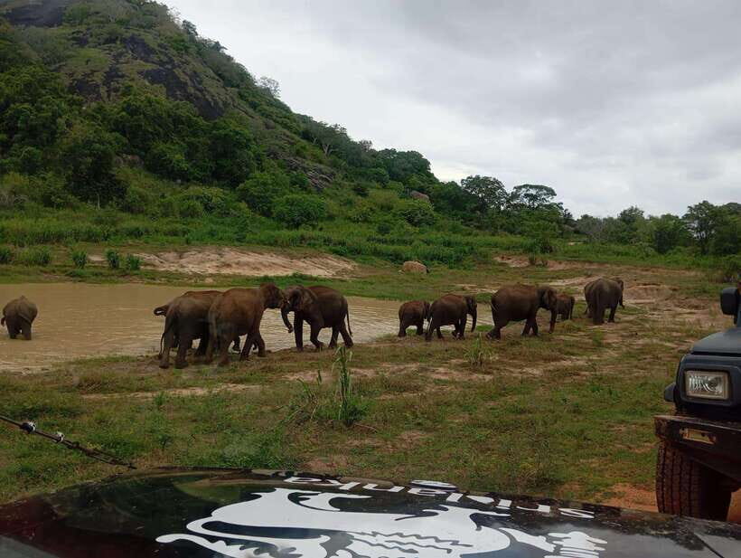 Minneriya National Park: Half-Day Safari Morning or Evening - An In-Depth Look at the Minneriya Safari Experience