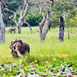 Minneriya National Park: Private 4X4 Safari From Trincomale - Authentic Reviews & Insights