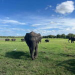 Minneriya National Park Private Jeep Safari Sri Lanka - An In-Depth Look at Your Minneriya Safari Adventure