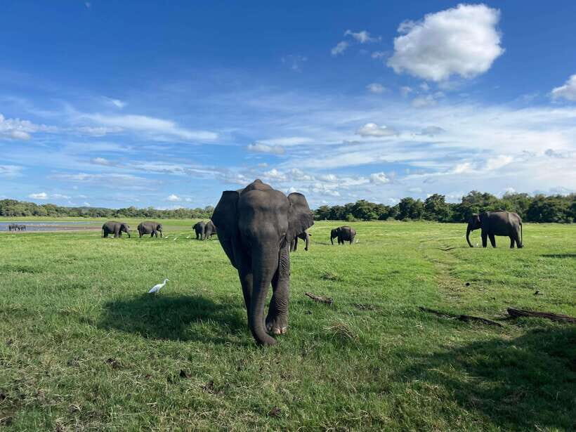Minneriya National Park Private Jeep Safari Sri Lanka - An In-Depth Look at Your Minneriya Safari Adventure
