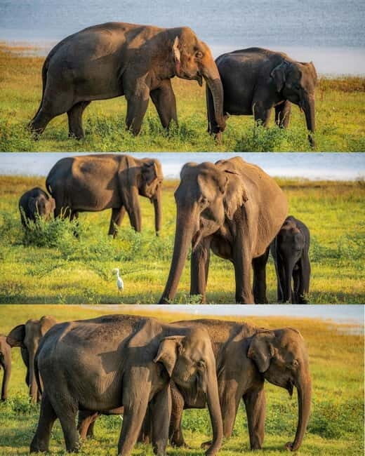 Minneriya National Park Private Luxury Elephant Safari - The Authentic Wild Side of Sri Lanka