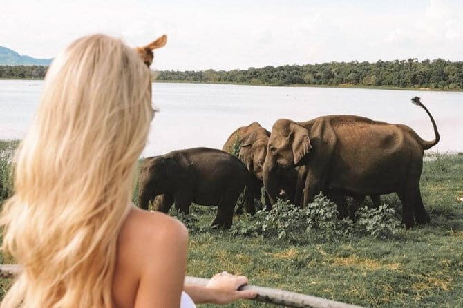 Minneriya National Park Private Safari - In-Depth Review of the Minneriya National Park Private Safari