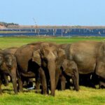 Minneriya National Park | Private Safari - The Sum Up