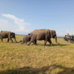 Minneriya National Park: Private Safari with Hotel Pick-up - A Detailed Look at the Safari Experience
