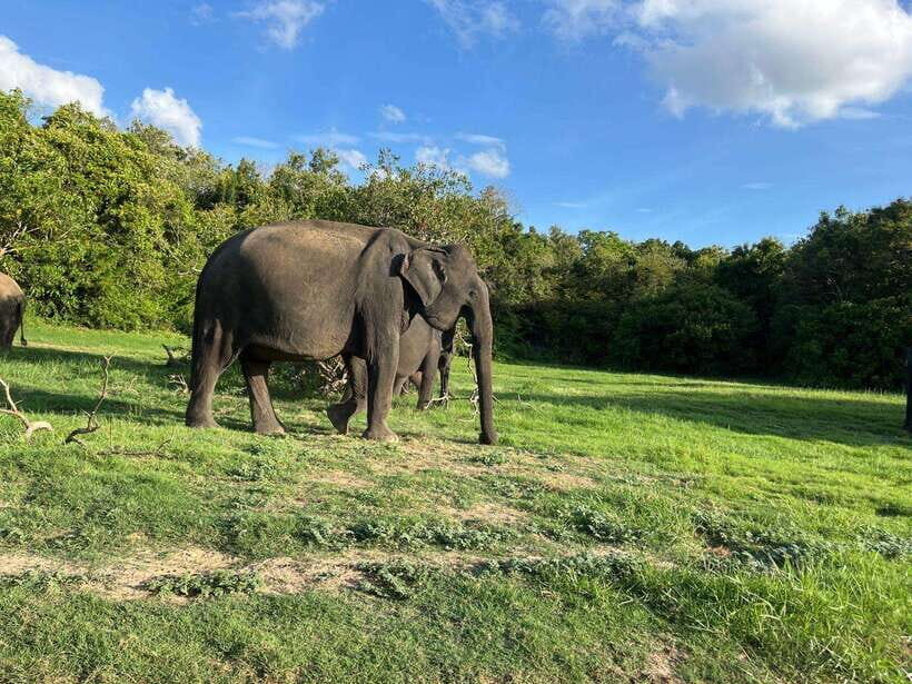Minneriya National Park : Private Safari - Who Will Love This Safari?