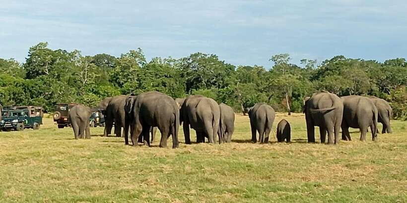 Minneriya National Park Safari - Entrance Fee Included - Who Should Consider This Tour?