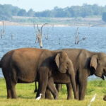 Minneriya National Park Safari from Habarana - Practical Aspects and Value
