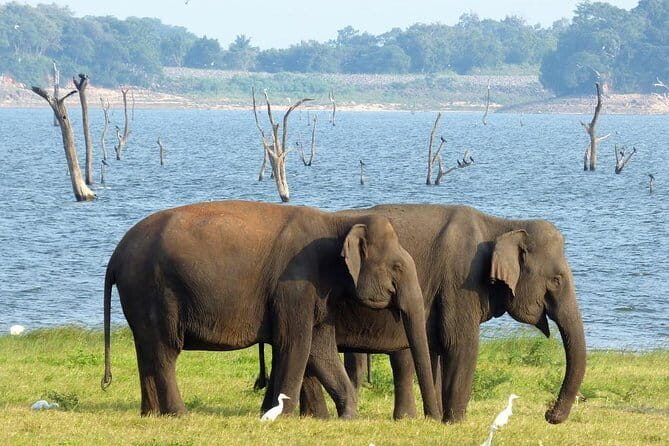 Minneriya National Park Safari from Habarana - Practical Aspects and Value