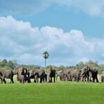 Minneriya National Park Safari from Polonnaruwa - Key Points