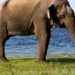 Minneriya National Park Safari in a 4x4 - A Deep Dive into the Minneriya Safari Experience