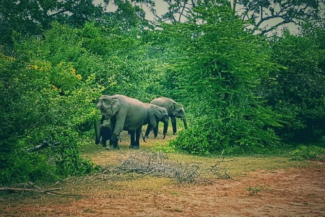Minneriya National Park Safari | Jeep with Tickets - Inside the Safari: What You Can Expect