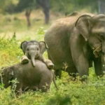 Minneriya National Park Safari  See Wild Elephants Up Close - What to Expect on Your Safari