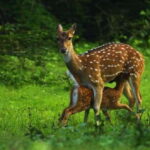 Minneriya National Park Wild Elephant Safari - Who Should Consider This Safari?