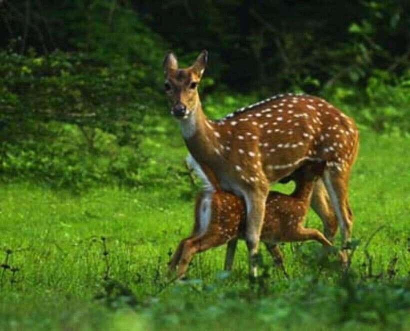 Minneriya National Park Wild Elephant Safari - Who Should Consider This Safari?