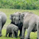 Minneriya: Private Jeep Safari From Trincomalee - Exploring Minneriya: An In-Depth Review