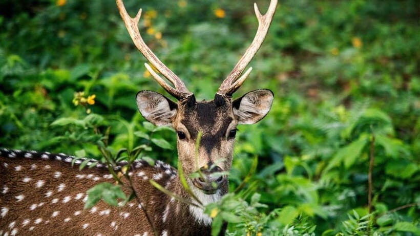 Minneriya Safari Park Private Tour From Habarana/Sigiriya - A Deep Dive into the Minneriya Safari Experience