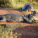 Minneriya:Jeep Safari From Kandy - Detailed Review of Minneriya Jeep Safari From Kandy