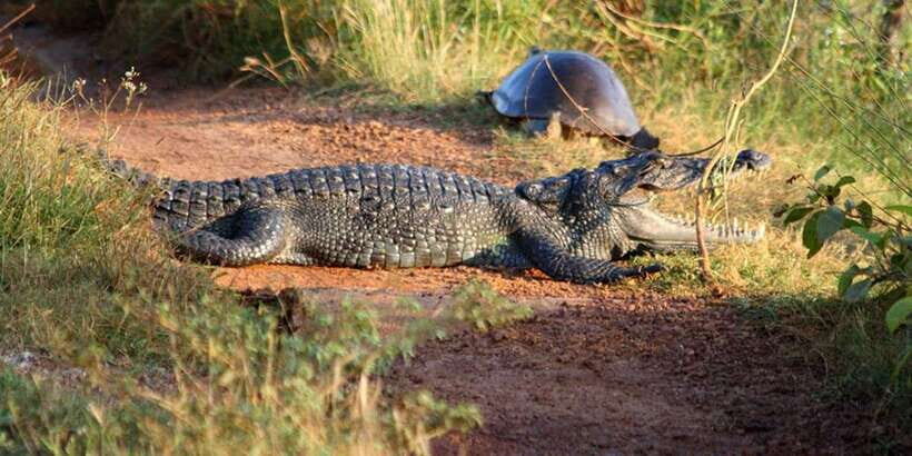 Minneriya:Jeep Safari From Kandy - Detailed Review of Minneriya Jeep Safari From Kandy