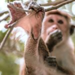 Mirissa to Ella Shuttle & Safari Drive (Breakfast included) - Final Thoughts