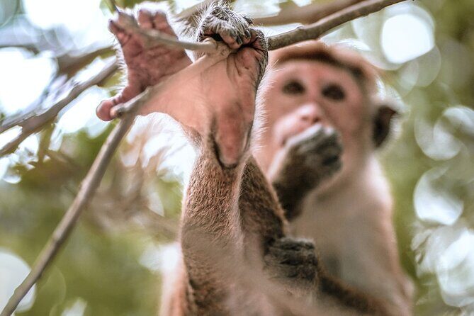 Mirissa to Ella Shuttle & Safari Drive (Breakfast included) - Final Thoughts