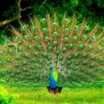 Mirissa To Ella Via Udawalawe Safari With Holiday Walkers Sri Lanka - Authentic Experiences and Practical Tips