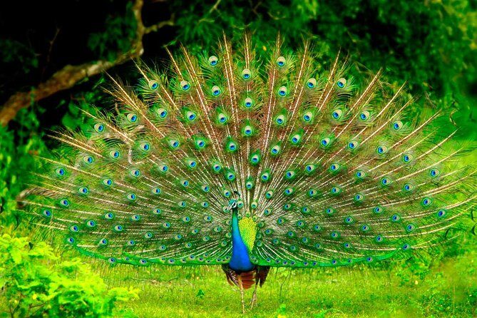 Mirissa To Ella Via Udawalawe Safari With Holiday Walkers Sri Lanka - Authentic Experiences and Practical Tips