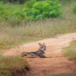 Mirissa, Weligama, Ahangama Transfer to Ella and Udawalawa Safari - FAQs