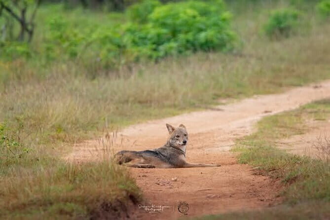 Mirissa, Weligama, Ahangama Transfer to Ella and Udawalawa Safari - FAQs