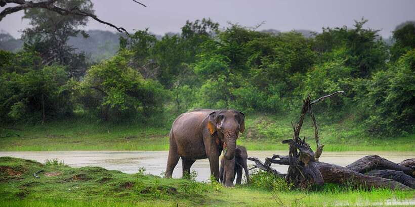 Mirissa, Weligama, or Galle: Transfer to Ella & Yala Safari - Who Will Love This Tour?
