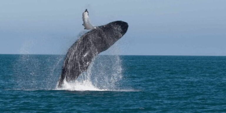 Mirissa: Whale & Dolphin Sightseeing Cruise - A Close Look at the Mirissa Whale & Dolphin Cruise