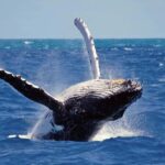 Mirissa: Whale & Dolphin Watching Trip with Private Transfer - Why This Tour Offers Good Value