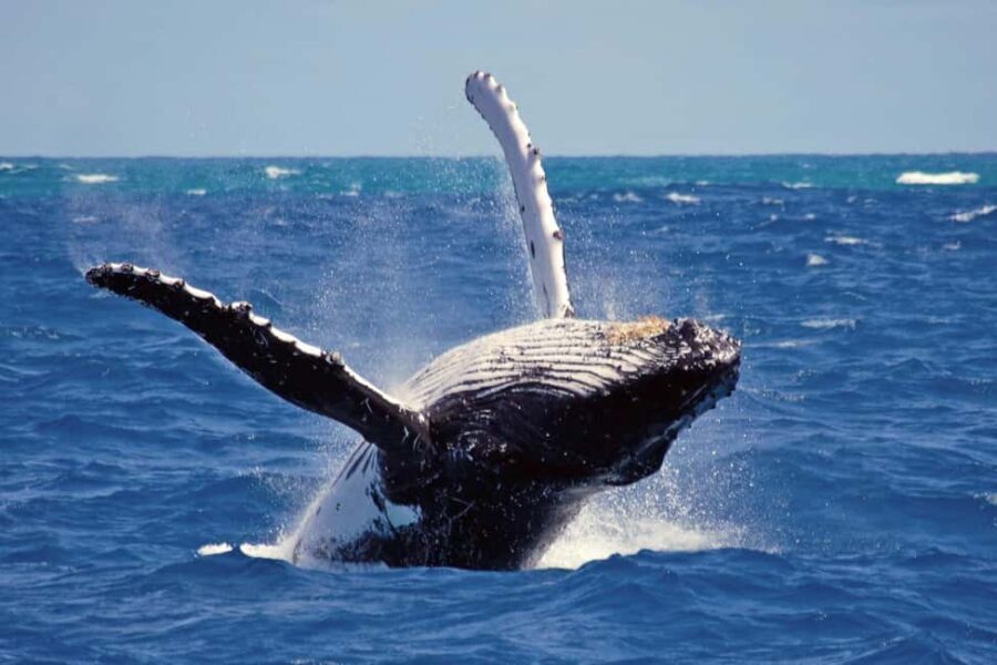 Mirissa: Whale & Dolphin Watching Trip with Private Transfer - Why This Tour Offers Good Value