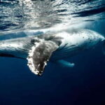 Mirissa: Whale Watching Cruise - What Makes This Tour Stand Out?