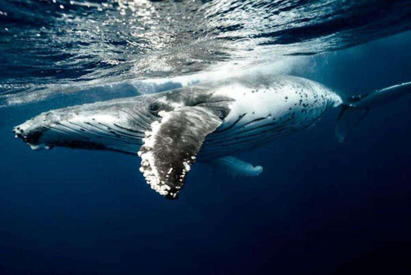 Mirissa: Whale Watching Cruise - What Makes This Tour Stand Out?