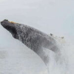 Mirissa: Whale Watching Tour - Who Should Consider This Tour?