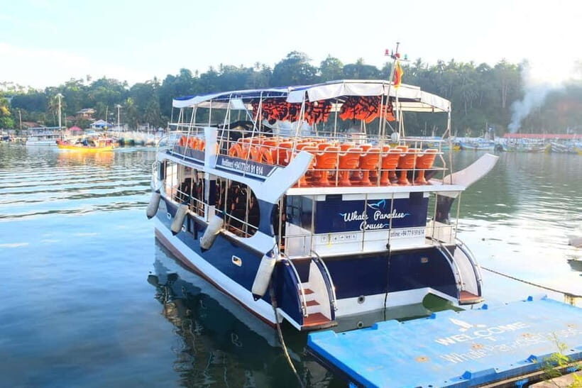 Mirissa: Whale Watching Tour - A Deep Dive into the Mirissa Whale Watching Experience