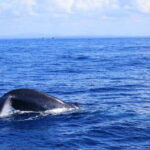 Mirissa: Whale Watching Tour From Colombo or Negombo - FAQs