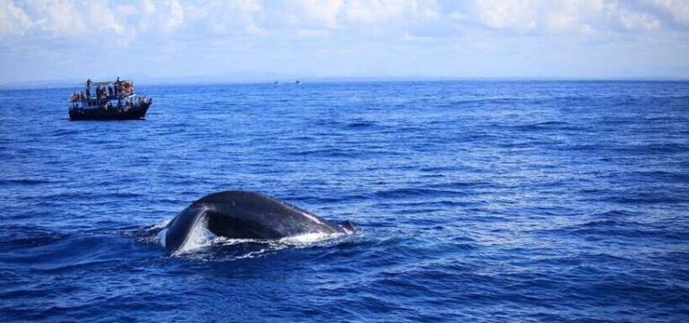 Mirissa: Whale Watching Tour From Colombo or Negombo - FAQs