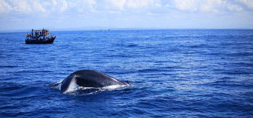Mirissa: Whale Watching Tour From Colombo or Negombo - FAQs
