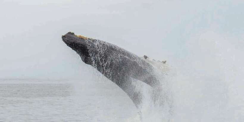 Mirissa: Whale Watching Tour - Who Should Consider This Tour?